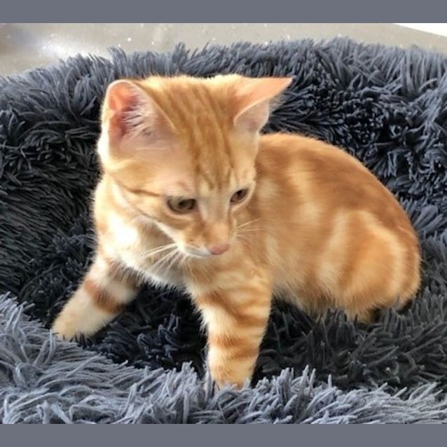 Photo of C1215 Sparky