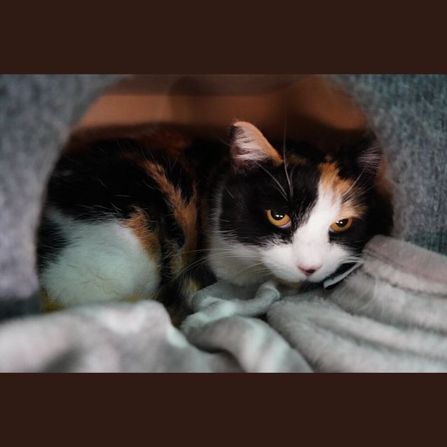 Photo of Meeko