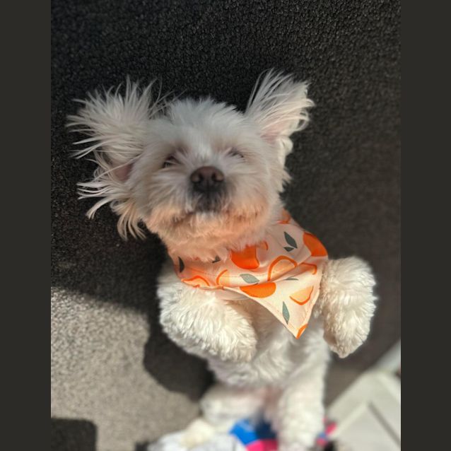 Photo of Sugar 