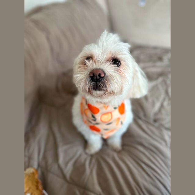 Photo of Sugar 