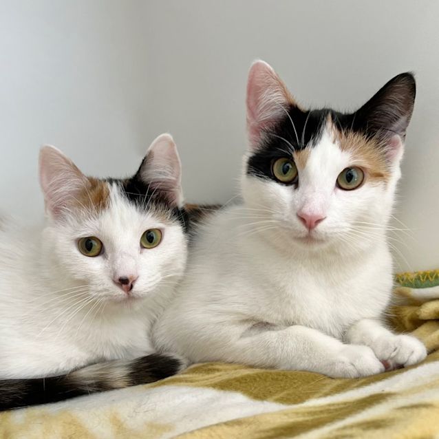 Photo of Raspberry & Bubblegum