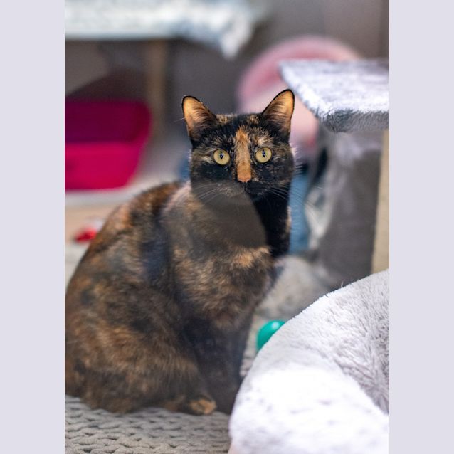 Photo of Misa