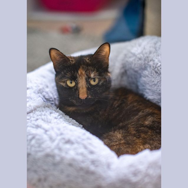 Photo of Misa