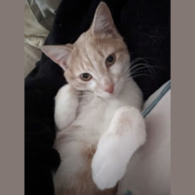 Photo of Charming Chester