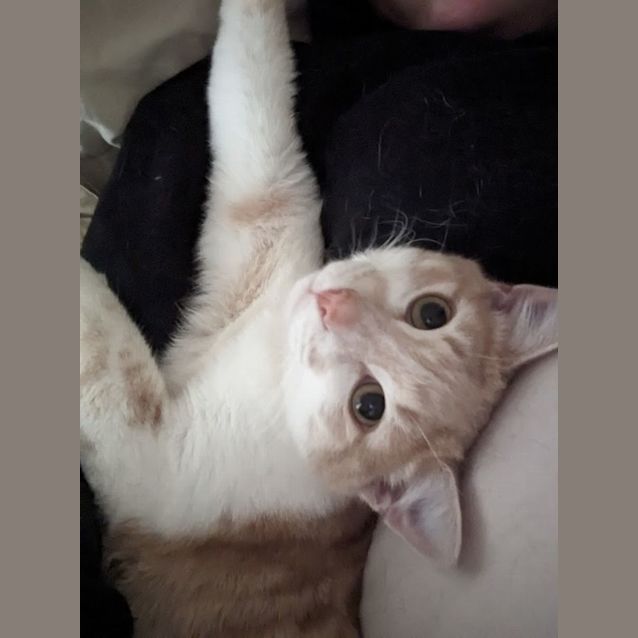 Photo of Charming Chester