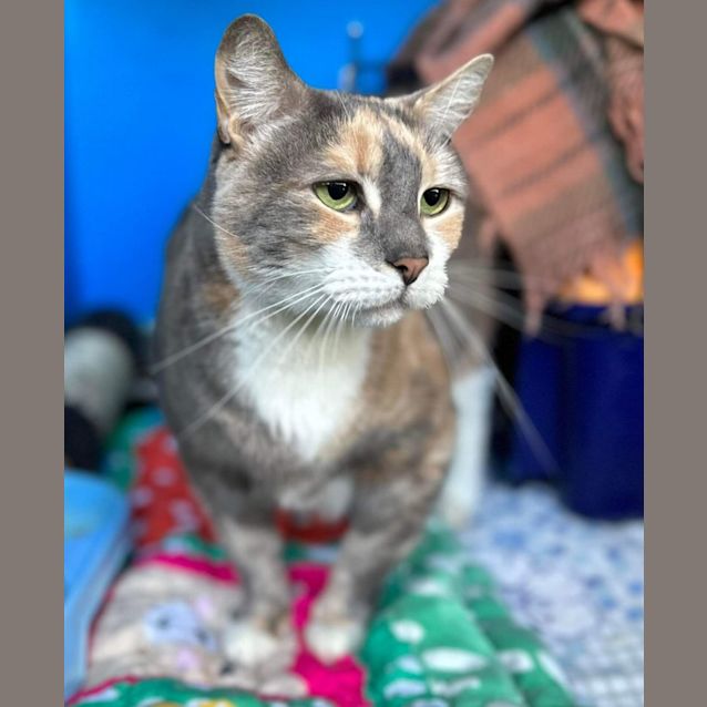 Photo of Nala