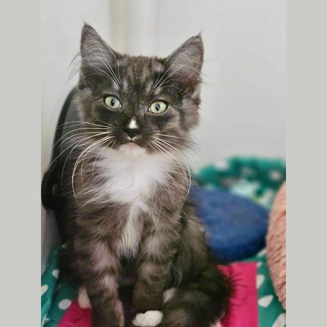 Photo of Tulip