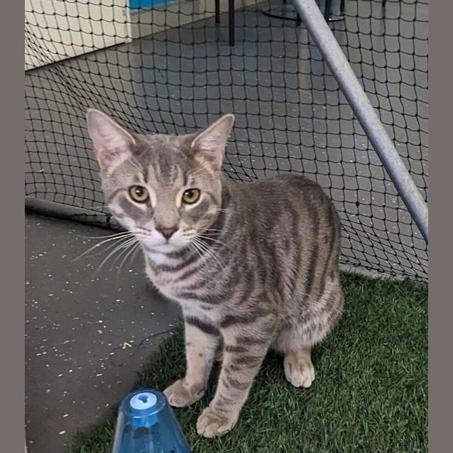 Photo of Houdini