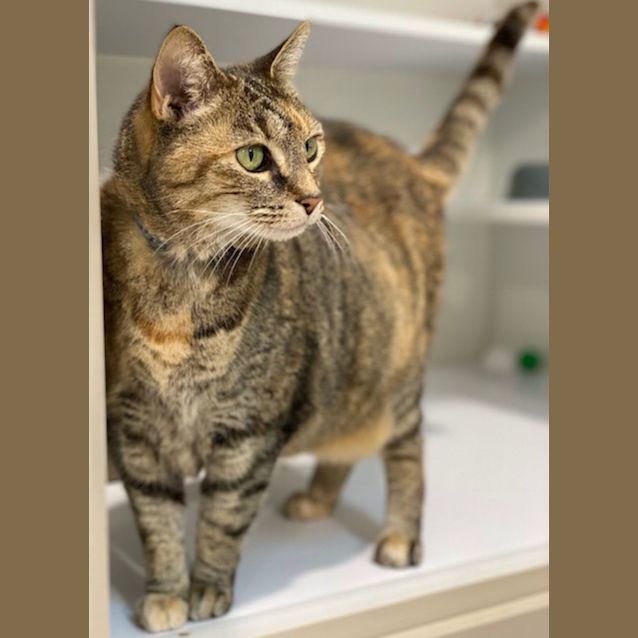 Photo of Missy (9645)