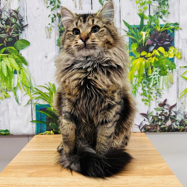 Photo of Honey Muffin   Located In Lower Templestowe