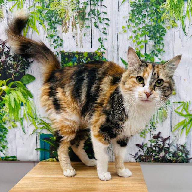 Photo of Honey Bun   Located In Lower Templestowe