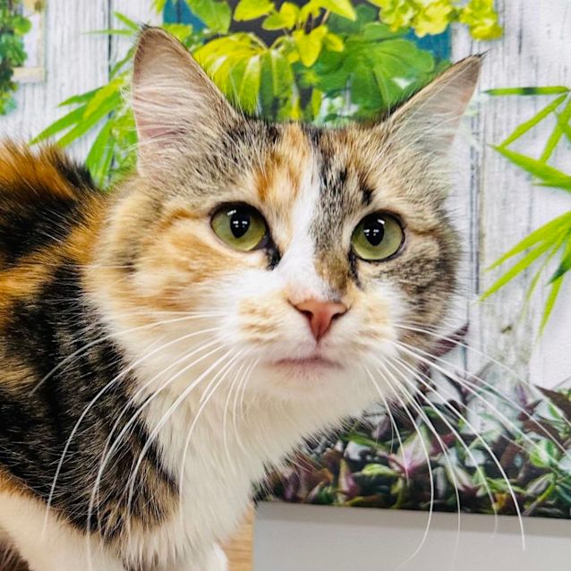Photo of Honey Bun   Located In Lower Templestowe