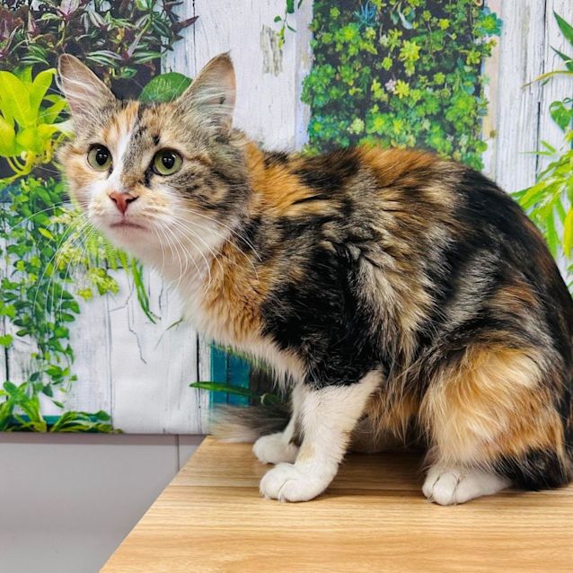Photo of Honey Bun   Located In Lower Templestowe