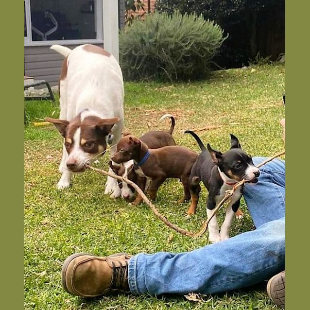 Photo of 'Salad' Litter   Tabbouleh & Waldorf