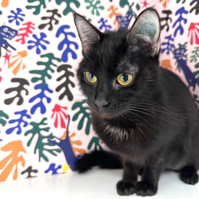 Photo of Luna   Located In St Kilda