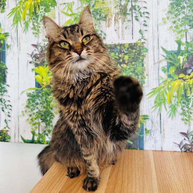 Photo of Loona   Located In Preston