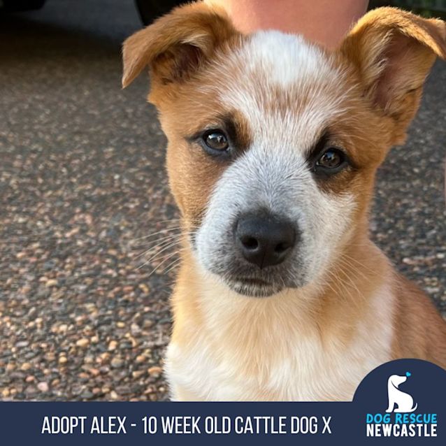 Photo of Alex   3 Month Old Cattle Dog X (Trial)