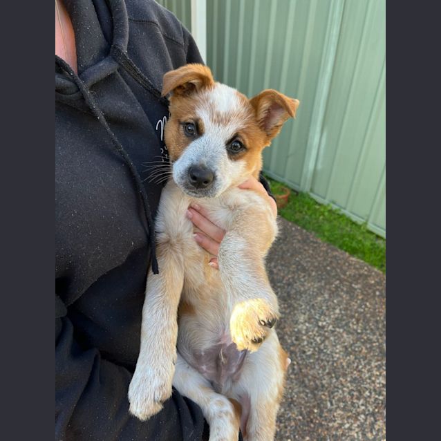 Photo of Alex   3 Month Old Cattle Dog X (Trial)