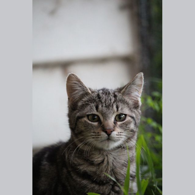 Photo of Alfred