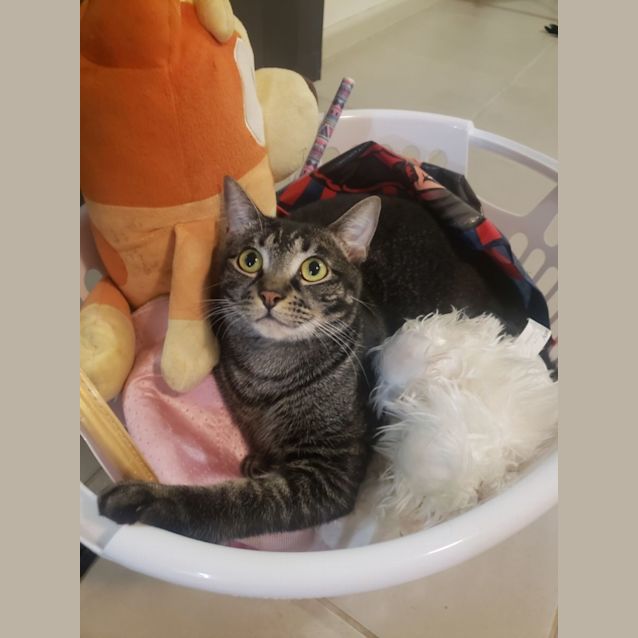 Photo of Queenie & Pretzel