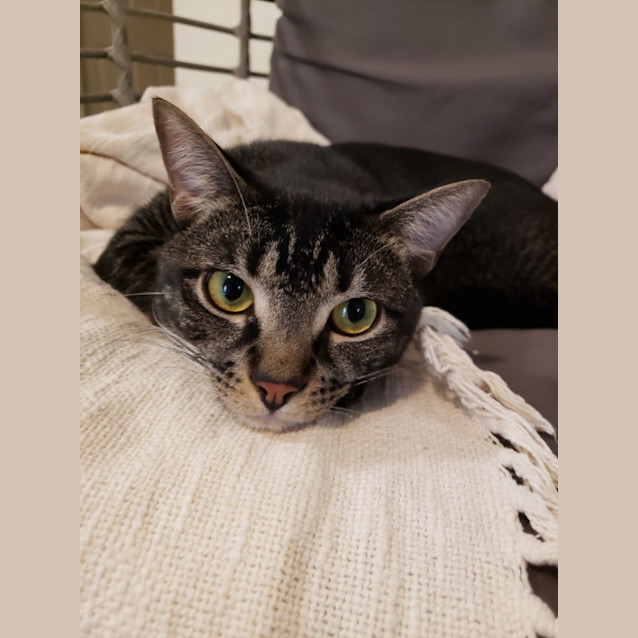 Photo of Queenie & Pretzel