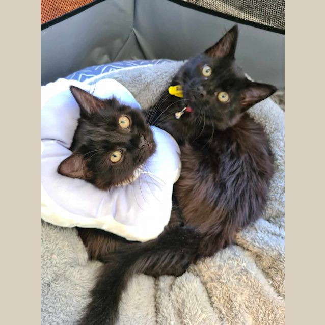 Photo of Sassy And Shadow