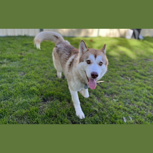 Photo of Rusty
