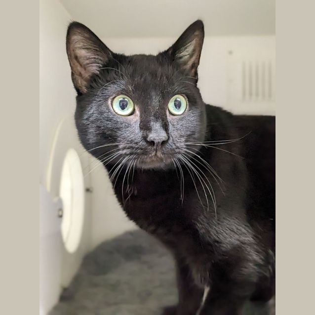 Photo of 🐉F02569 Toothless🐉