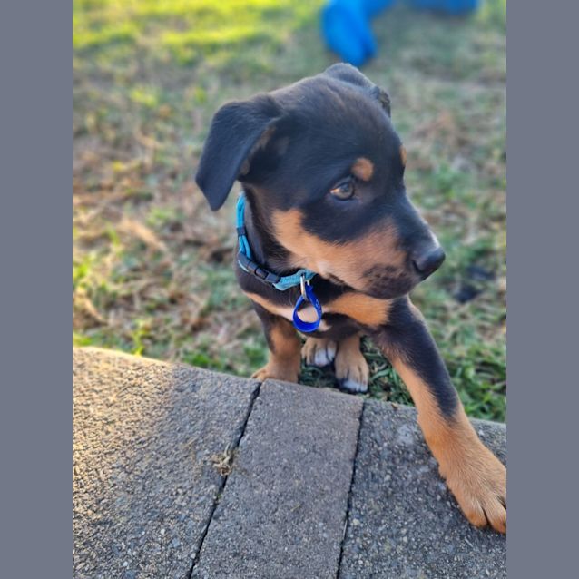 Photo of Bruno   9 Week Old Koolie X (Trial 17/9/23)