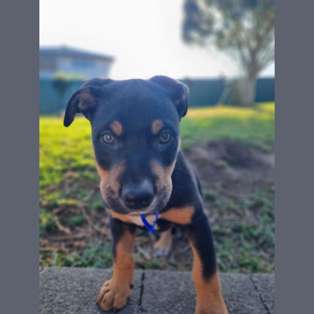Photo of Bruno   9 Week Old Koolie X (Trial 17/9/23)
