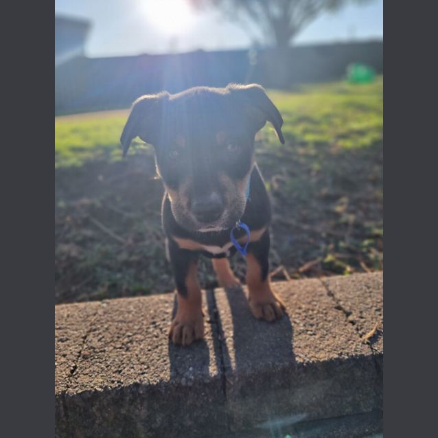 Photo of Bruno   9 Week Old Koolie X (Trial 17/9/23)