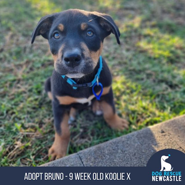 Photo of Bruno   9 Week Old Koolie X (Trial 17/9/23)