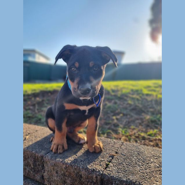 Photo of Bruno   9 Week Old Koolie X (Trial 17/9/23)