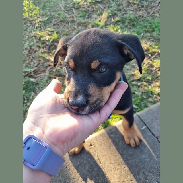 Photo of Bruno   9 Week Old Koolie X (Trial 17/9/23)