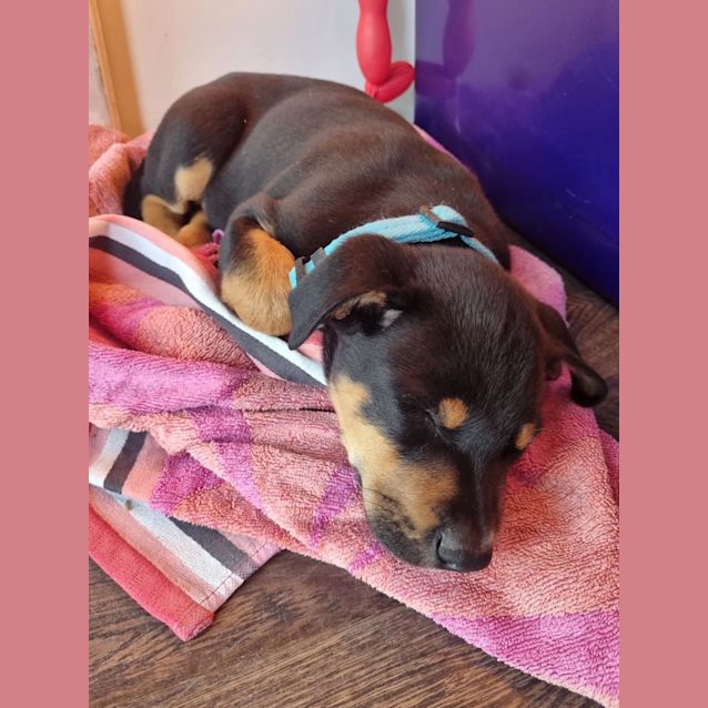 Photo of Bruno   9 Week Old Koolie X (Trial 17/9/23)
