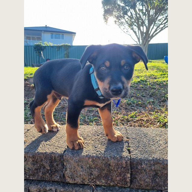 Photo of Bruno   9 Week Old Koolie X (Trial 17/9/23)