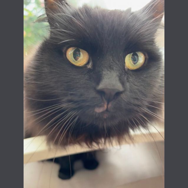 Photo of Sookie And Peach