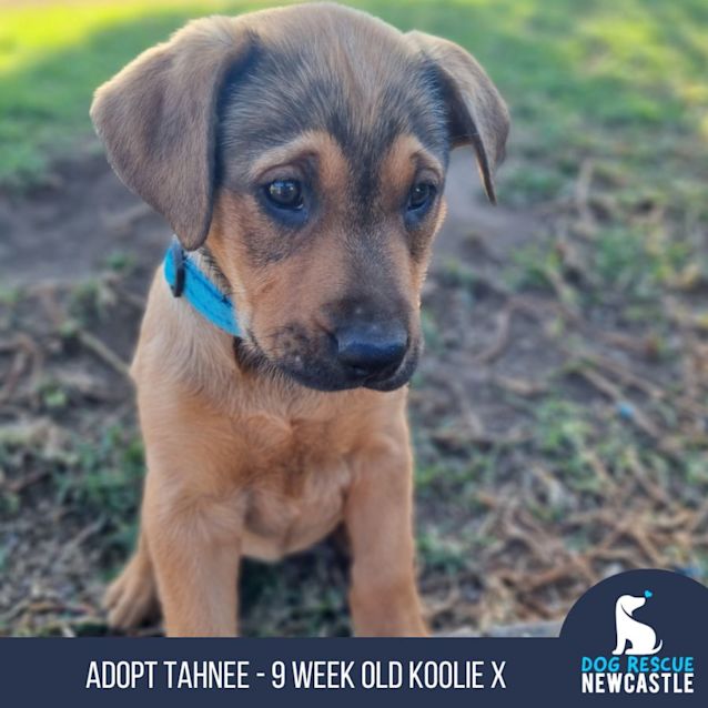 Photo of Tahnee   9 Week Old Koolie X (Trial 2/9/23)
