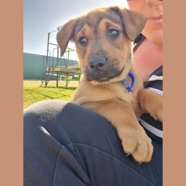 Photo of Tahnee   9 Week Old Koolie X (Trial 2/9/23)