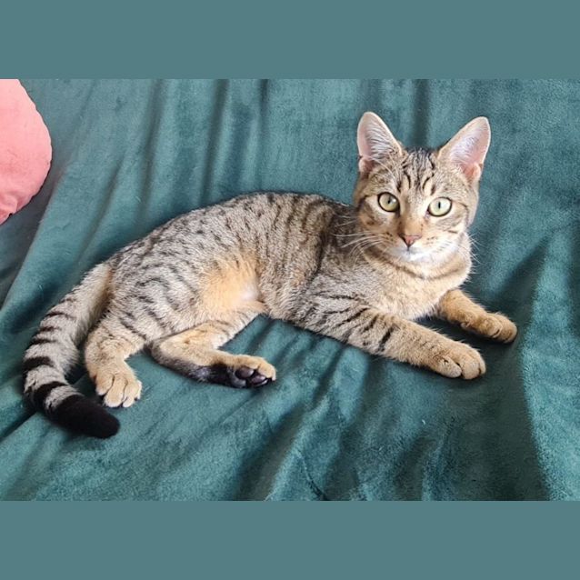 Photo of Nebula