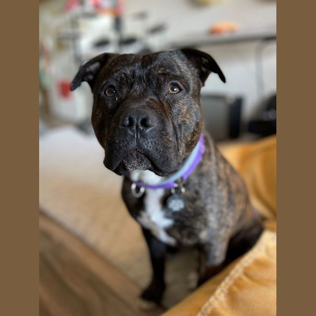 Photo of Marley Bear