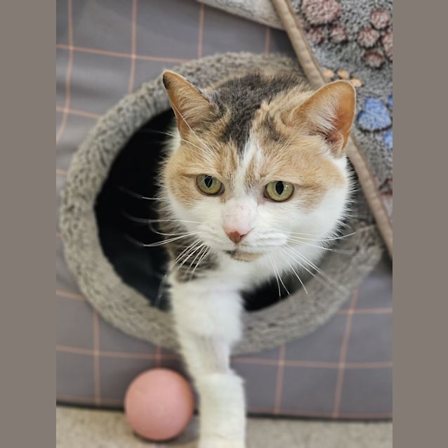 Photo of Mittens
