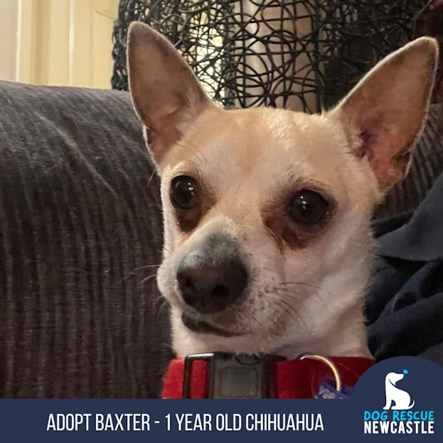 Photo of Baxter   1 Year Old Chihuahua (Trial)