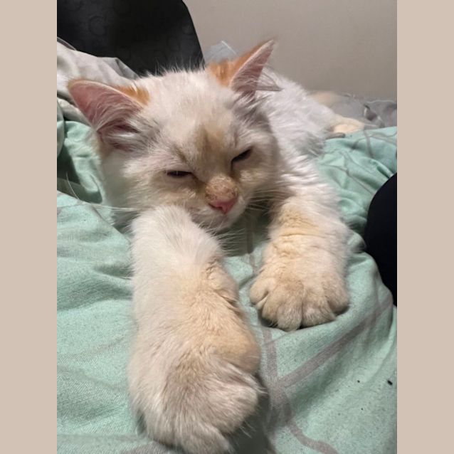 Photo of Bentley