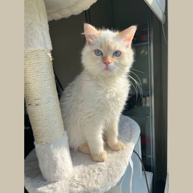 Photo of Bentley
