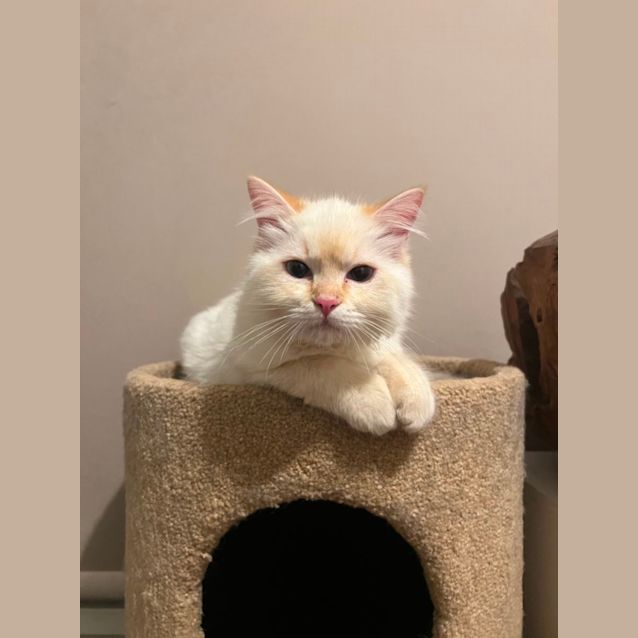 Photo of Bentley
