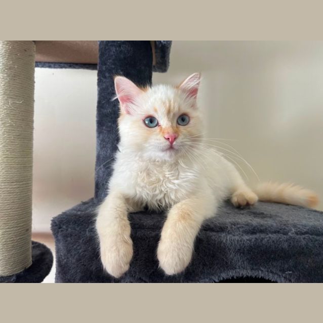 Photo of Bentley