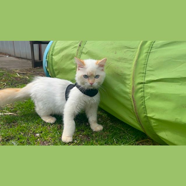 Photo of Bentley