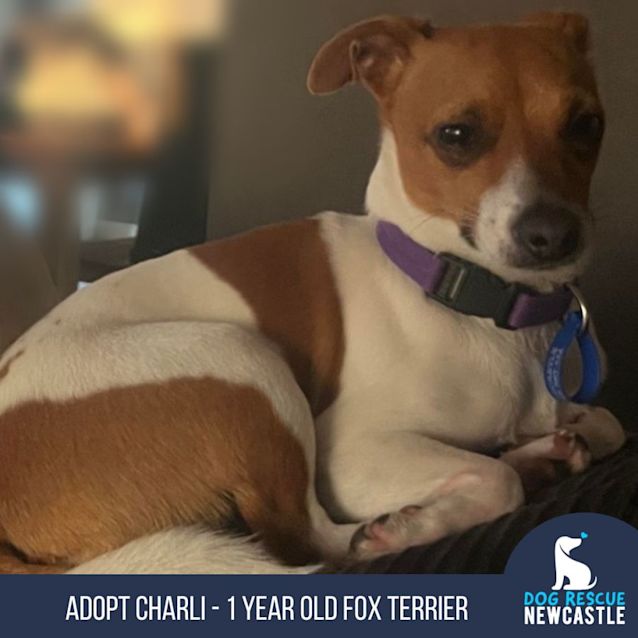 Photo of Charli   1 Year Old Fox Terrier (Trial 10/9/23)