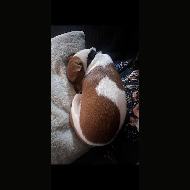 Photo of Charli   1 Year Old Fox Terrier (Trial 10/9/23)